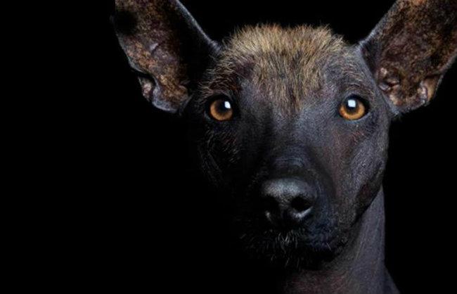 El Xoloitzcuintle es el perro con más de 7 mil años en la tierra