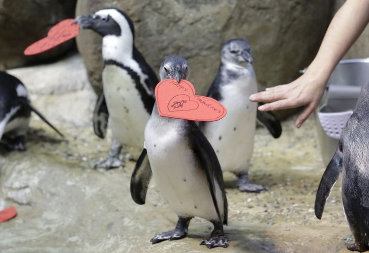 Pingüinos celebran el Día del Amor y la Amistad