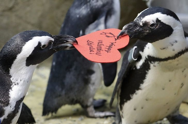 ¡Qué tierno! Pingüinos celebran el Día del Amor y la Amistad