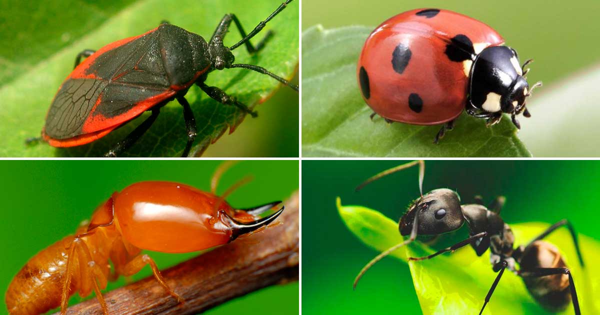 Más de la mitad de las especies de insectos podrían desaparecer