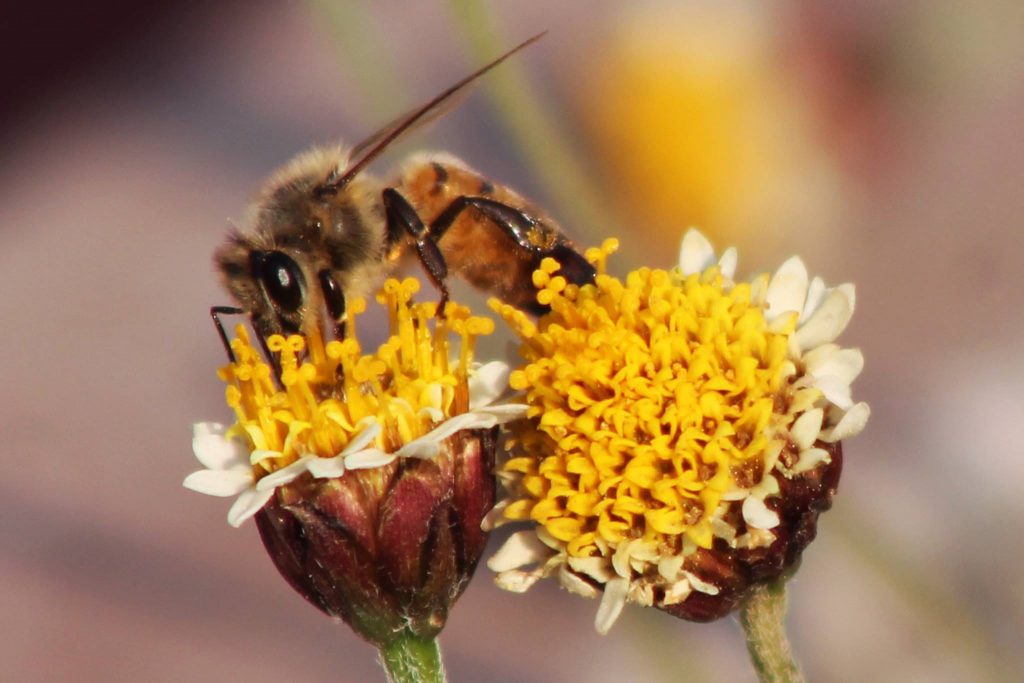 Datos que no sabías sobre las abejas